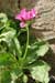 Prmula latiflia